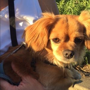 Meet your Posher, Shea